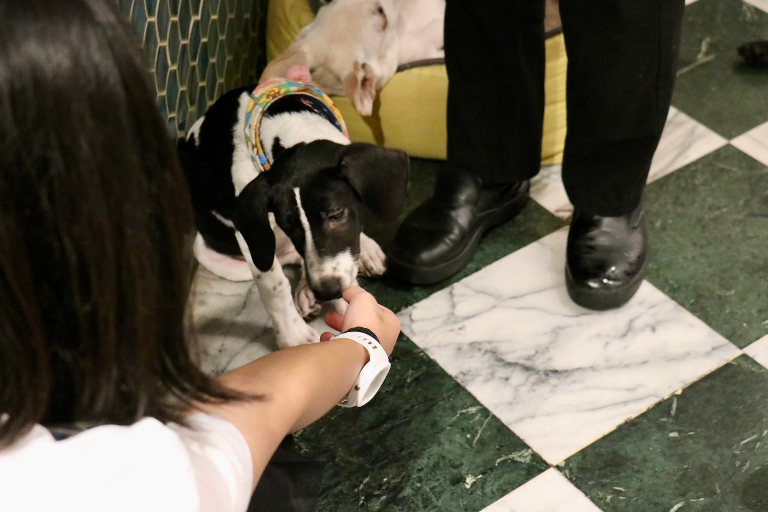 學員接觸浪浪別哭的待送養的犬貓2