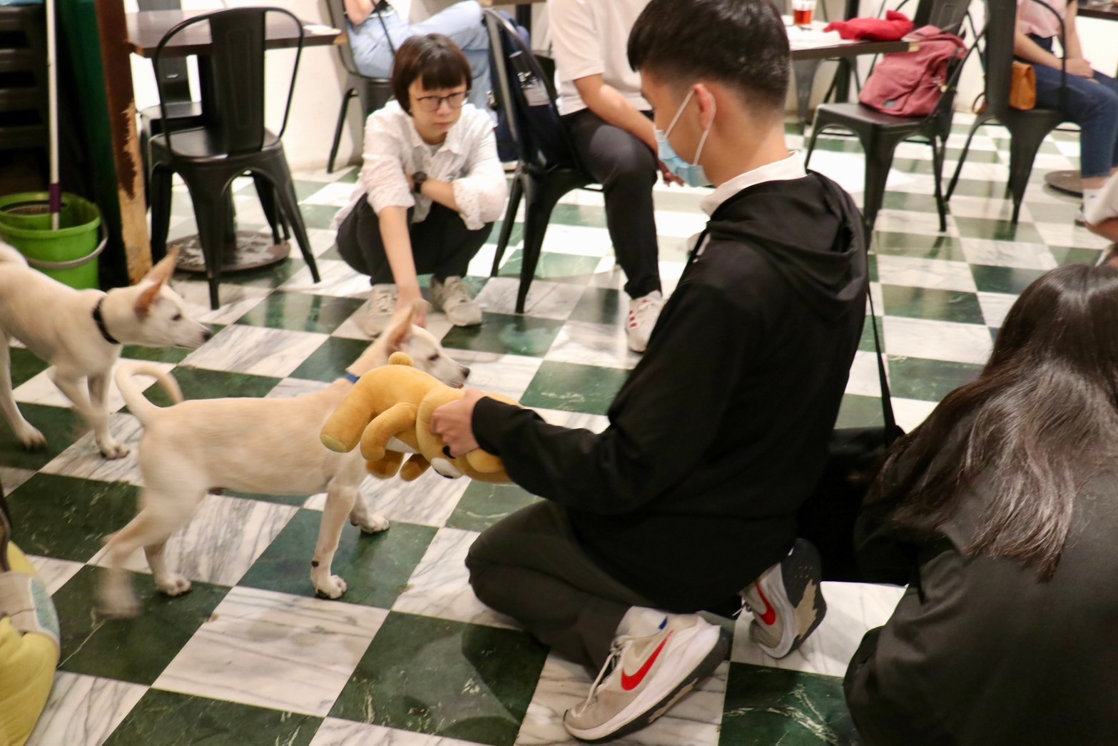 學員接觸浪浪別哭的待送養的犬貓3